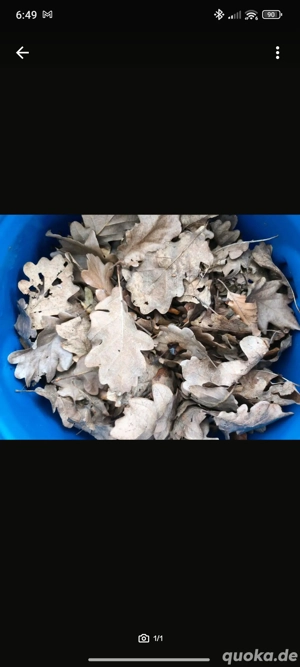 Laub für Asseln, Käfer, Tausendfüßler und co