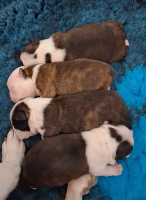 Boston Terrier welpen zu verkaufen 