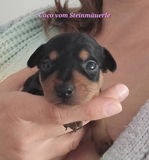 Prager Rattler Welpen mit Ahnentafel