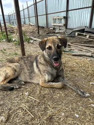 Skittles G ca. 42 cm   die Gestromte