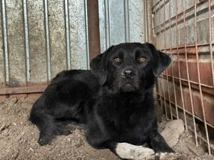 Baluk ca. 52 cm   mit weißen Socken