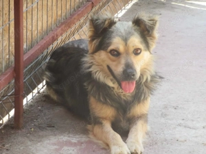 Kibo ca. 45 cm - Der Lebensfrohe