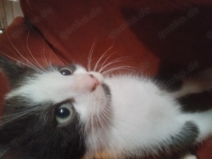 Kätzchen  ,Mixkätzchen  Hauskätzchen  Bild 4