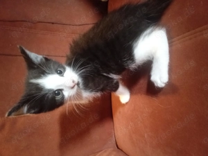 Kätzchen  ,Mixkätzchen  Hauskätzchen  Bild 2