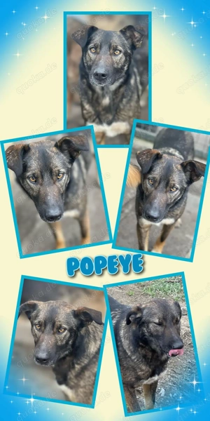 sehr lieber, menschenbezogener Traumrüde "Popeye" sucht ein Zuhause- auch mit Katzen verträglich