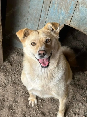 Skyla ca. 47 cm   die Aufgeschlossene