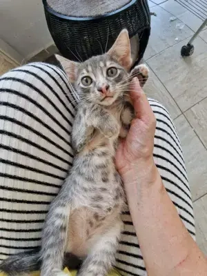 Dringend Pflegestellen für unsere Katzenkinder gesucht  Bild 5