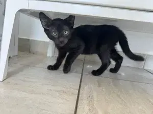 Dringend Pflegestellen für unsere Katzenkinder gesucht  Bild 10