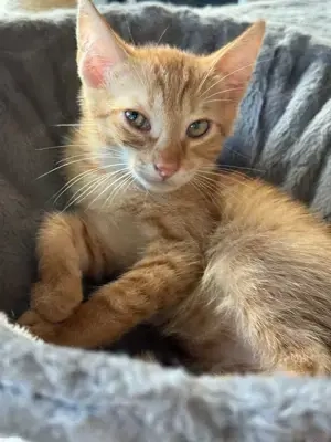 Dringend Pflegestellen für unsere Katzenkinder gesucht 