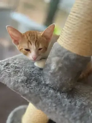 Dringend Pflegestellen für unsere Katzenkinder gesucht  Bild 8