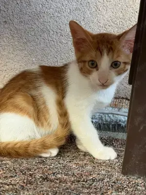 Dringend Pflegestellen für unsere Katzenkinder gesucht  Bild 4