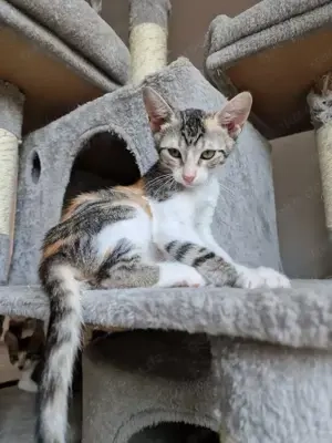 Dringend Pflegestellen für unsere Katzenkinder gesucht  Bild 3