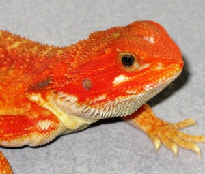 farbintensive Bartagamen rot und citrus - rot Mix ca. 33 - 35 cm (Versand möglich)