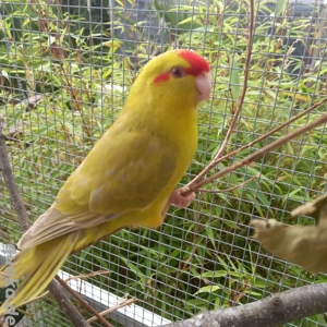 Junge zahme   Ziegensittiche,Papageien 