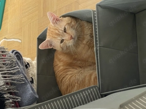 Dringende Urlaubsbetreuung für schmusekater gesucht