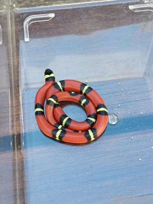 lampropeltis polyzona sinaloeae