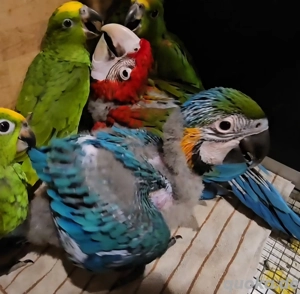 Gelbbrustara Babys 2025 Ara Ankündigung