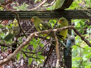 0,0,2 Bergsittiche von '25  