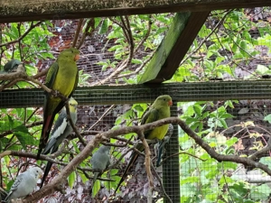 2,0 Bergsittiche abzugeben 