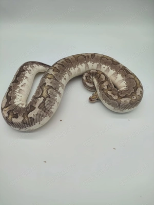 0,1 Königspython Bamboo Highway oder Super Stripe DNZ16