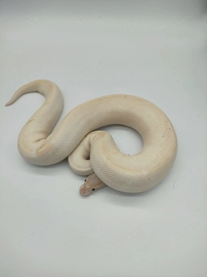 1,0 Königspython Banana Mojave Highway NZ 22