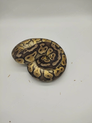 0,1 Königspython Super Pastel DNZ 16