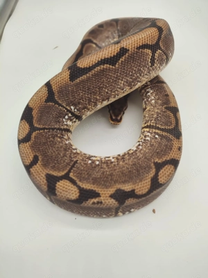 1,0 Königspython Spider 100% Doppel Hetero Piebald Ultramel DNZ07 15