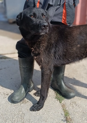 Lieber Lenny sucht sein Für-Immer-Zuhause oder eine Pflegestelle Bild 3