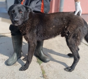 Lieber Lenny sucht sein Für-Immer-Zuhause oder eine Pflegestelle Bild 2