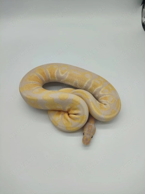 1,0 Königspython Lavender Albino het Pied NZ23