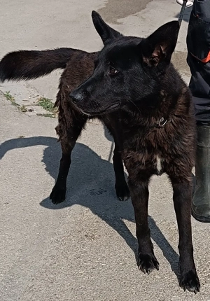 Lieber Lenny sucht sein Für-Immer-Zuhause oder eine Pflegestelle Bild 5