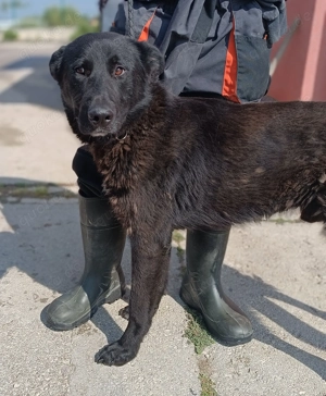 Lieber Lenny sucht sein Für-Immer-Zuhause oder eine Pflegestelle Bild 4