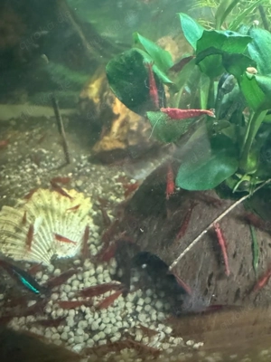 Zwerggarnelen Sakura Red Bild 2