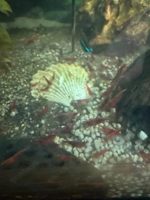 Zwerggarnelen Sakura Red Bild 3