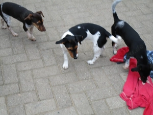 Junge Mischlingshunde abzugeben