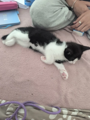Verkaufe Babykatze 12 Wochen alt Kater