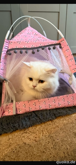 blh mädchen katze 4 jahre alt 