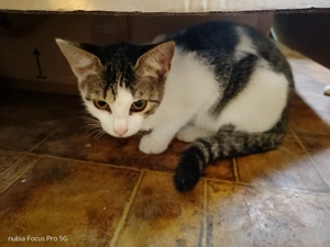 1 baby katze und 2Kater abzugeben 