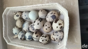 wachteleier 10 Stück 