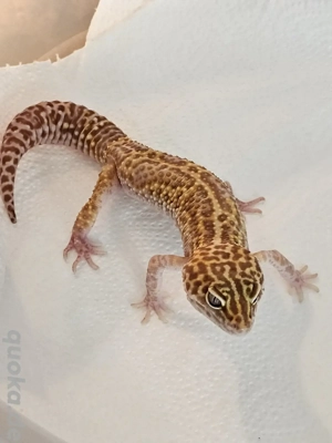 White & Yellow Mack Snow 1.0 Leopardgecko Männchen Bild 2
