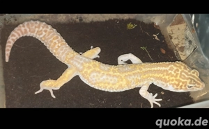 White & Yellow Mack Snow 1.0 Leopardgecko Männchen Bild 4