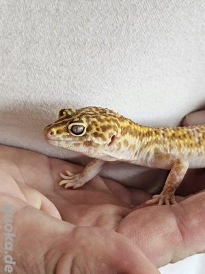 White & Yellow Mack Snow 1.0 Leopardgecko Männchen Bild 3