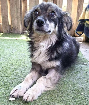 Ilay   junger, menschenbezogener Rüde sucht liebevolles Zuhause