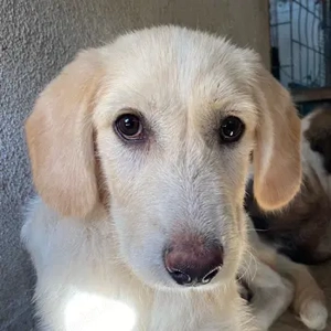 Garetto, geb. ca. 04 2025, lebt in GRIECHENLAND, im städt. Tierheim Serres 