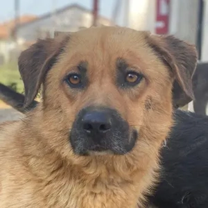 Tavina, geb. ca. 08 2024, lebt in GRIECHENLAND, im städt. Tierheim Serres 