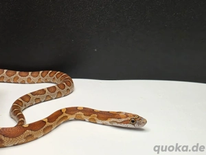 0.1 microscaleless het Amel 66% Palmetto Anery