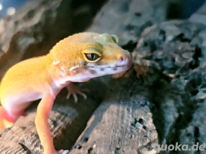 2 Leopardgecko Damen (auch einzeln abzugeben)