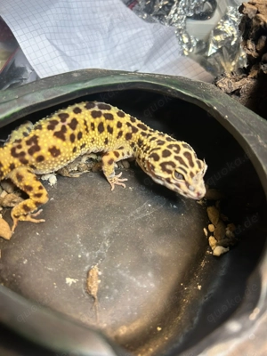2 Leopardengeckos w. mit Terrarium