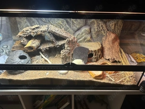 2 Leopardengeckos w. mit Terrarium  Bild 2 2 Leopardengeckos w. mit Terrarium  Bild 2