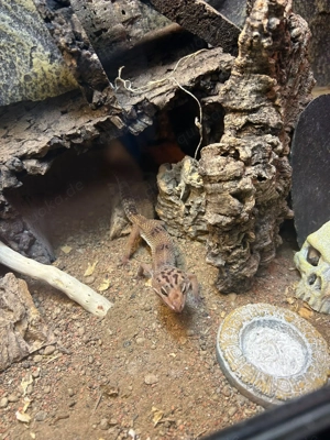 2 Leopardengeckos w. mit Terrarium  Bild 3 2 Leopardengeckos w. mit Terrarium  Bild 3